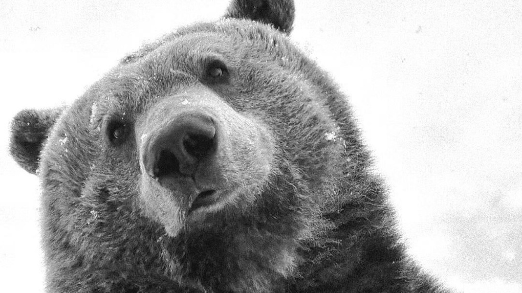 В зооцентре Кирилла Потапова под Сысертью умер медведь Потапыч